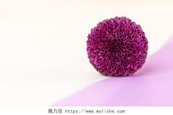 极简小清新紫色绣球花背景图片